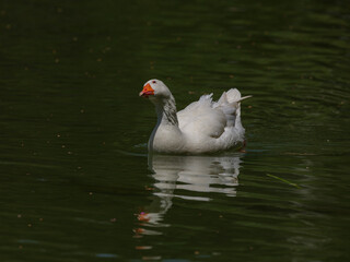 cute goose in the river