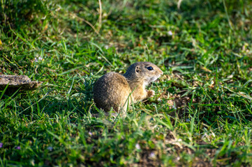 european ground squirrel eating in green grass