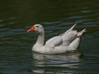 cute goose in the river