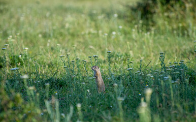 european ground squirrel standing and waching in green grass
