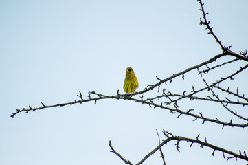 the european greenfinch perched on a tree branch