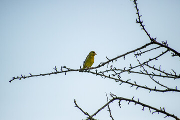 the european greenfinch perched on a tree branch