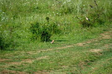two eurasian hoopoes in grass © Andrey