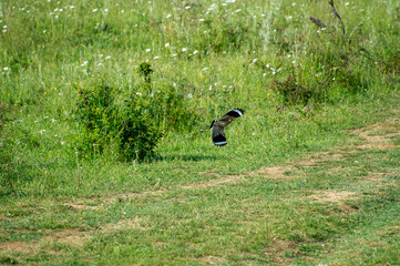eurasian hoopoe in flight