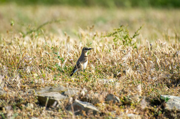 the northern wheater in the grass