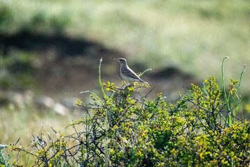 the northern wheater perched on a bush