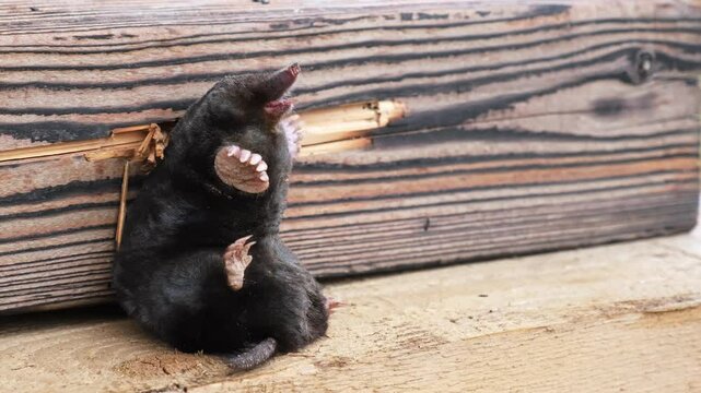 Animal humor. A mole sits on a wooden background as exhibit at a nature museum. Europaea talpa. Good mood. Concept of a great sense of humor or self-irony. Laughing snout with a big smile. Funny joke.