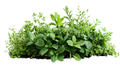 Fototapeta premium PNG A pile of fresh herbs parsley mint plants.