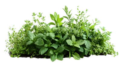 PNG A pile of fresh herbs parsley mint plants.