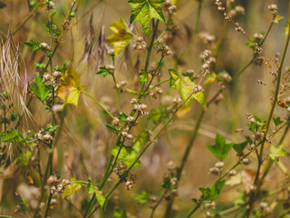 beautiful flowers in the nature