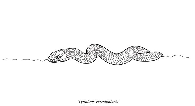 Blind snake illustration, Typhlops vermicularis, detailed line art on white