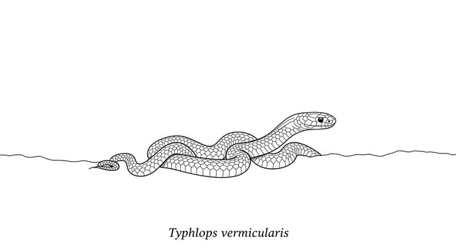 Detailed Black and White Illustration of a Worm Snake, Typhlops vermicularis
