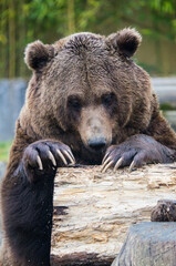 Fototapeta premium Portrait of a brown bear (Ursus arctos arctos) playing with a log