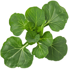 Bok Choy Leaves, Top View. Fresh, Green Bok Choy On A White Background. Healthy Organic Vegetable. Minimal Style. Copy Space For Text. 