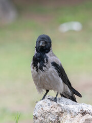 A beautiful crow in nature