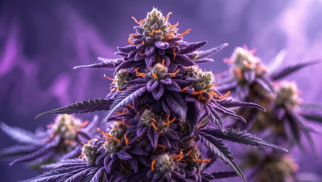 Cannabis flower marijuana resinous bud, natural CBD medicine-rich in trichomes.