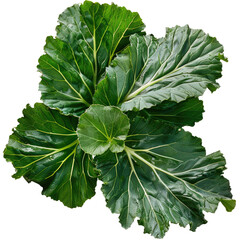 Collard Green Leaves, Isolated. Fresh, Vibrant Collard Greens. A Healthy And Versatile Vegetable.