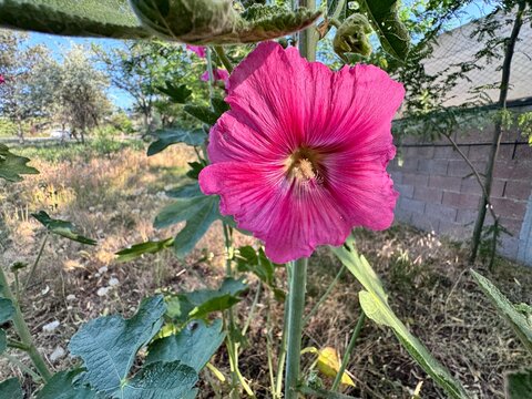 Close-up of a blooming Alcea rosea, commonly known as hollyhock, with vibrant magenta petals and a central stamen. A hollyhock flower often found in cottage gardens and sunny meadows.
