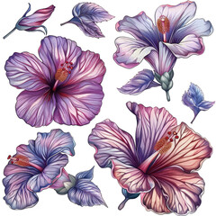 Set Of Hibiscus Flowers. Exotic Tropical Bloom With Purple And Pink Gradient Petals. Isolated On White.