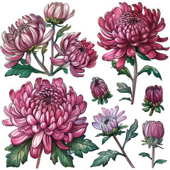 Chrysanthemum Blossoms Illustration. Floral Vector Isolated On White For Design Cards, Wallpaper, And Textiles.