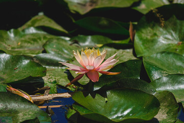 beautiful lotus flower in the forest