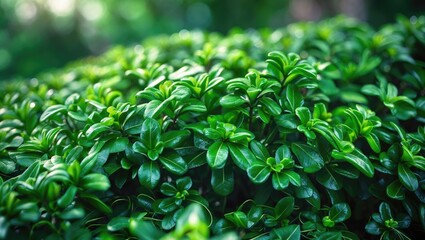 Fototapeta premium Cendrawasih, also referred to as Phyllanthus myrtifolius, is a plant species.