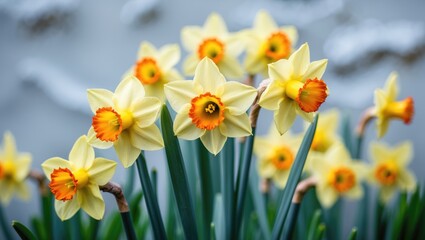 Fototapeta premium Vibrant yellow daffodils in bloom against a white contrast background.
