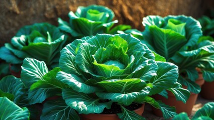 Cabbage plants cultivated in pots.