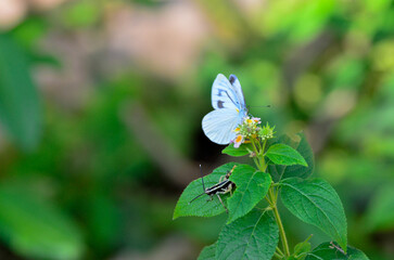 モンシロチョウとバッタとカマキリ