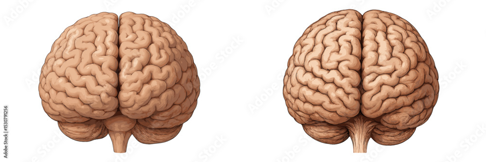 Poster detailed anatomical representation of a human brain showcasing both left and right hemispheres in a 