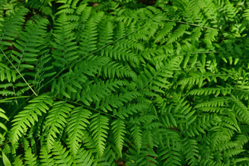 Close-up of Lush Green Ferns green fern leaves background