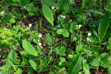 Wild Strawberries and White Wildflowers in a Forest Setting