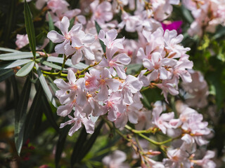 Fototapeta premium beautiful flowers in the nature
