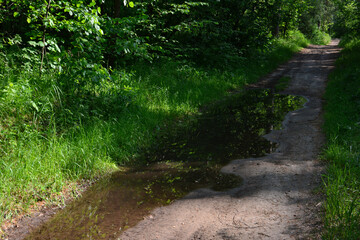 A sunlit path through a forest with a puddle reflecting the trees