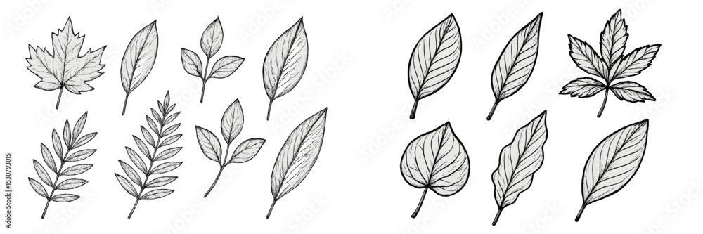 Poster various leaf designs showcasing different shapes and styles in detailed sketches on a clean backgrou