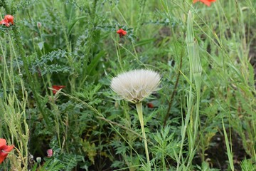 dandelions in the grass