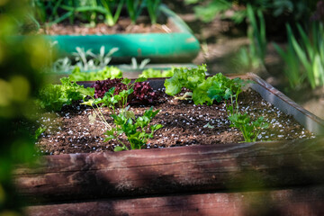 Raised beds in spring in a beautiful garden in the city.