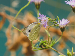 butterfly on a flower