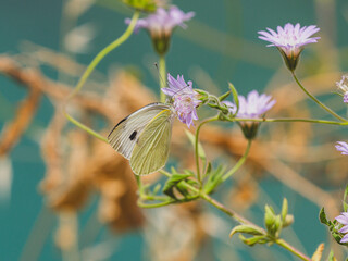 butterfly on a flower