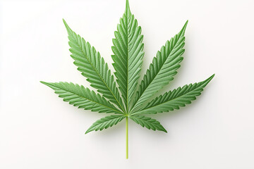 Isolated Cannabis Leaf on White Background, CloseUp of Marijuana Leaf Structure and Veins
