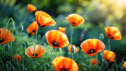 Obraz premium A lively scene of bright orange poppies gently swaying in the breeze, forming a beautiful and joyful natural display.