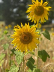 Fototapeta premium Close up view of field of sunflowers