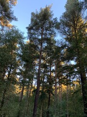forest in autumn with blue sky and sunshine. 