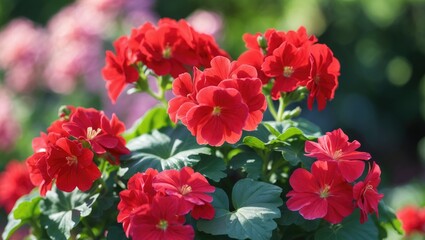 Beautiful blooming vibrant red Geranium Pelargonium decorative flowers close-up, floral wallpaper background featuring blooming Geraniums