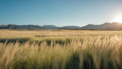 Fototapeta premium A wide, expansive field of tall grass beneath a clear blue sky overhead. The area is quiet and empty, showing no indication of human presence.