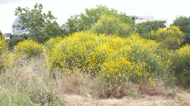 Yellow flowering spartium junceum shrubs in urban landscape