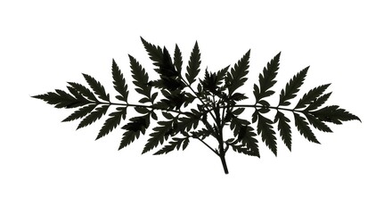 Fototapeta premium Silhouette of a Fern Leaf with Intricate Details on a White Background