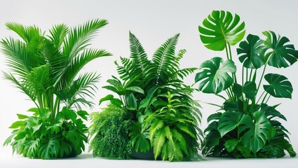 Elegant collage featuring fern and other tropical leaves on a white background, suitable for banner design.
