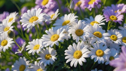 Fototapeta premium Amazing Daisies Daisy May Shasta Daisy, a stunning variety of flowers showcasing vibrant blooms.