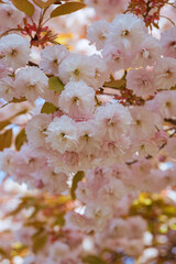 Full frame of blooming cherry blossom flowers with soft pink petals. Springtime floral background with natural light and shallow depth of field. Peaceful seasonal nature scene